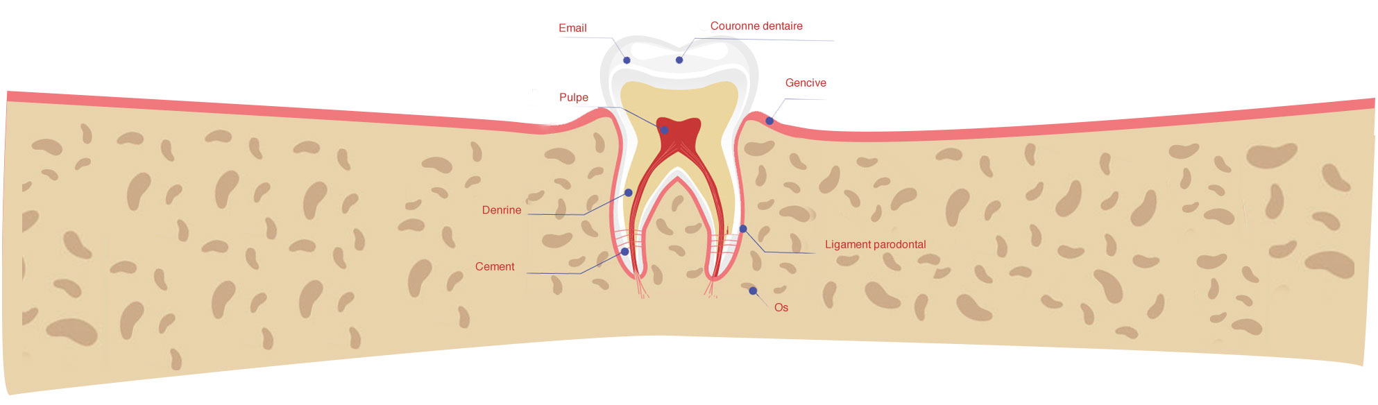 couronne-email dentaire dentalam france